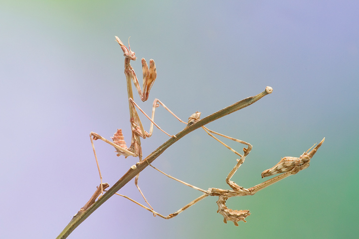 empusa pennata